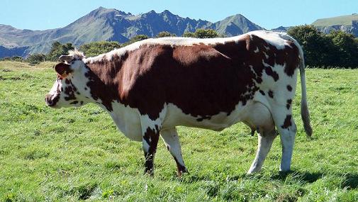 panorama le Sancy vache race ferrandaise